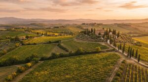 Veduta aerea di vigneti toscani al tramonto con filari ordinati sulle colline